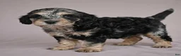 Cockapoo dogs for sale: Barney - Ad 2