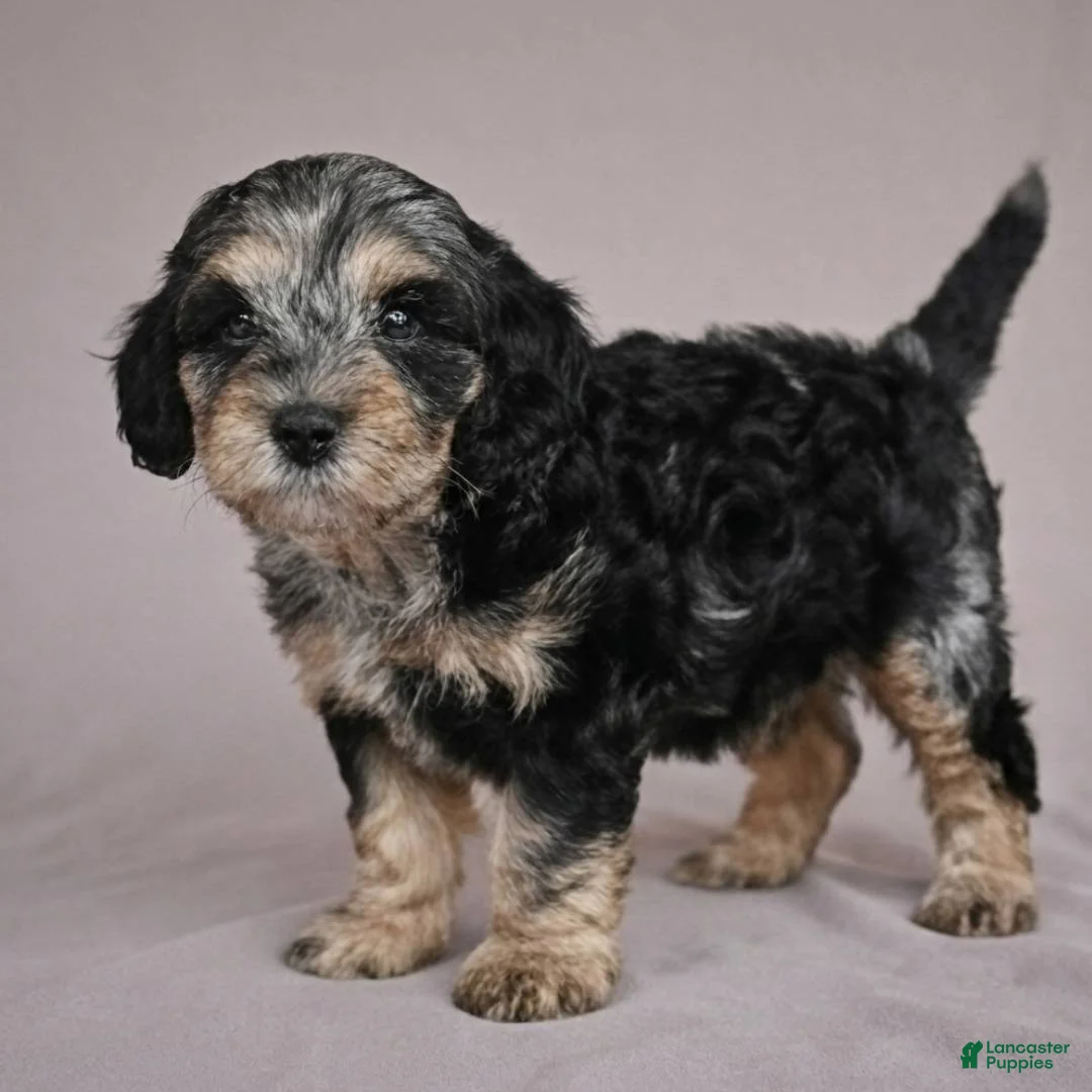 Cockapoo dogs for sale: Barney - Ad 2