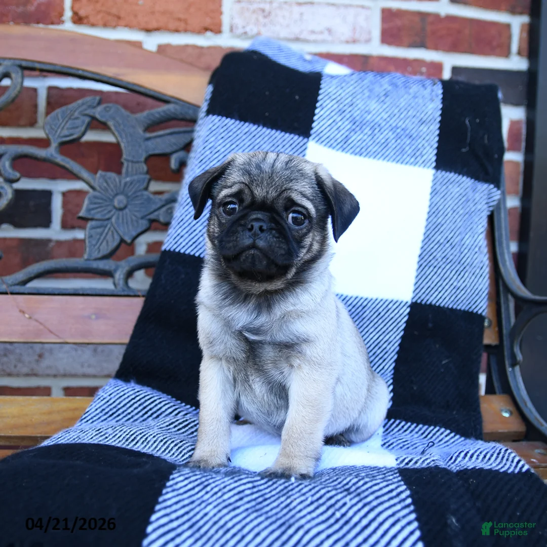 Pug dogs for sale: Taz - Ad 2
