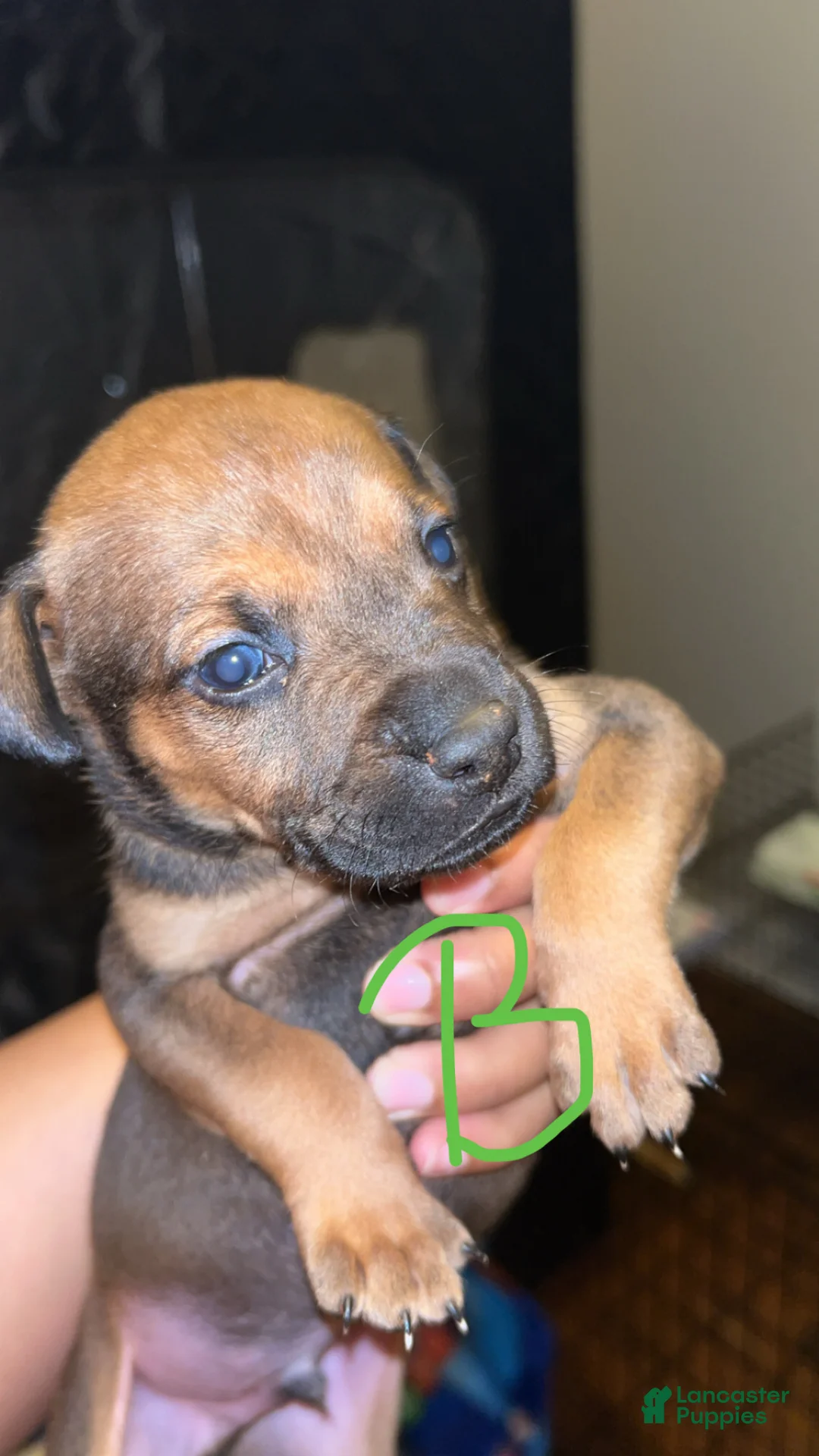 Mixed Breed dogs for sale: Mixed Breed Puppy 7 - Ad 1