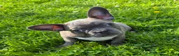 Frenchton dogs for sale: Winston  - Ad 1