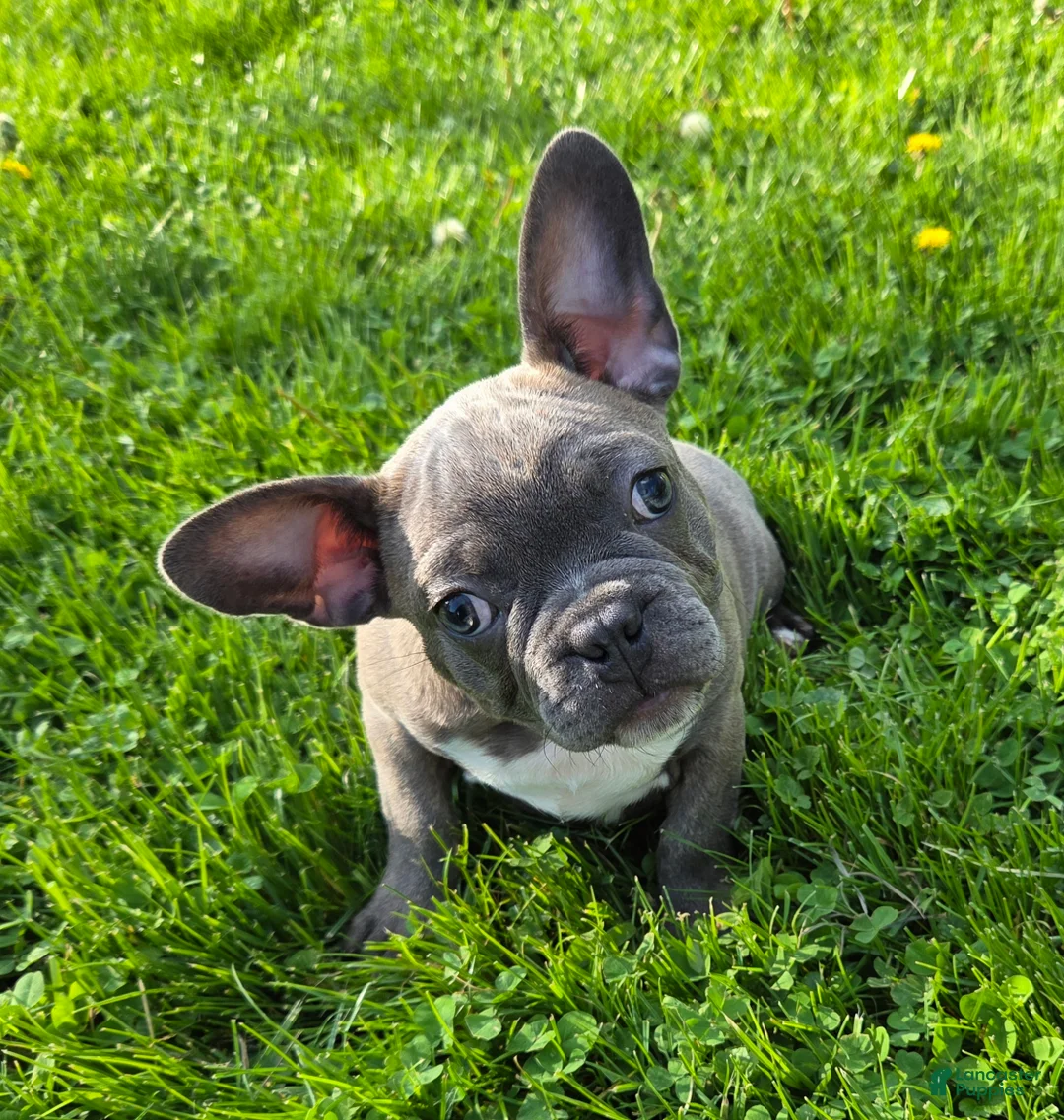 Frenchton dogs for sale: Winston  - Ad 1