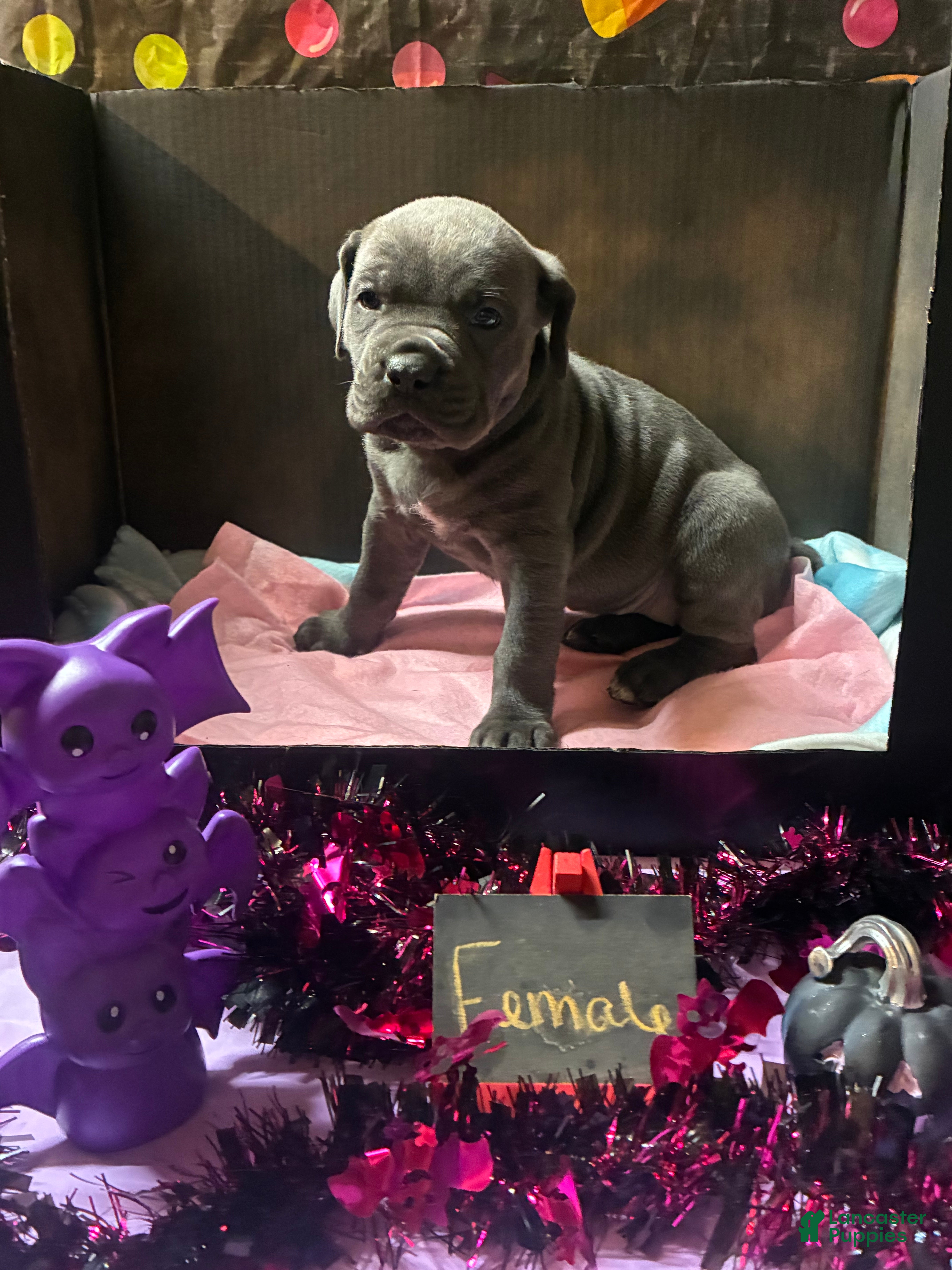 Cane Corso dogs Cane Corso 3 - Ad 1