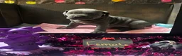 Cane Corso dogs for sale: Cane Corso 3 - Ad 1