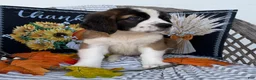 Saint Bernard dogs for sale: Glow - Ad 4