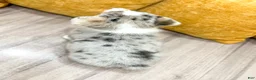 Welsh Corgi Pembroke dogs for sale: Henry - Ad 5