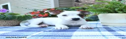 Jack Russell Terrier dogs for sale: Charlie - Ad 5