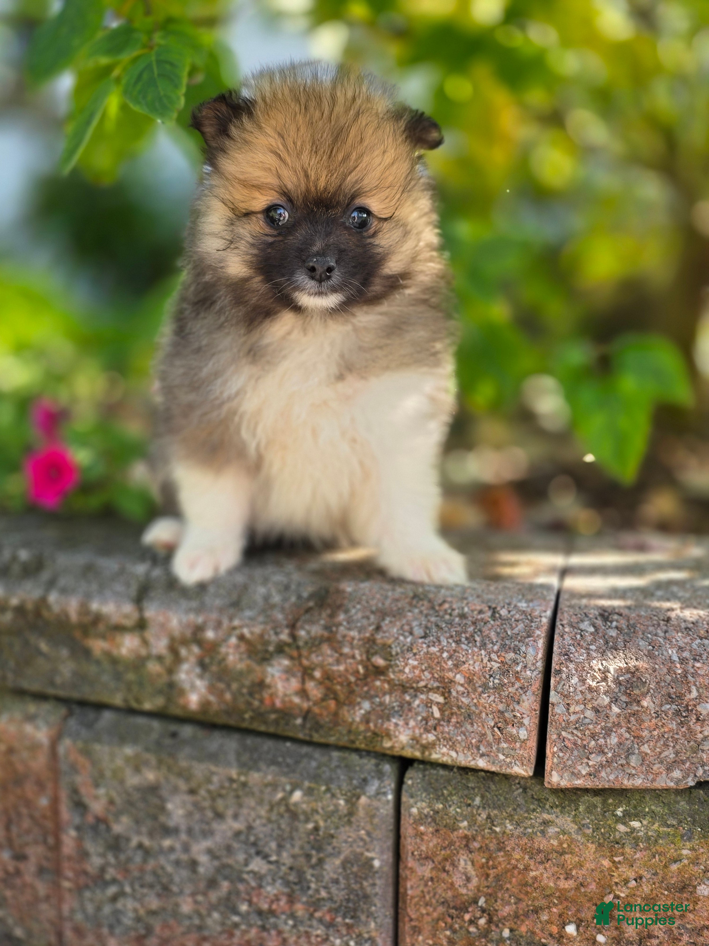 Pomeranian dogs Sable-Tri color - Ad 2