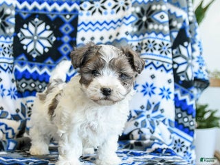 Yorkiepoo dogs Gingersnap - Ad 13