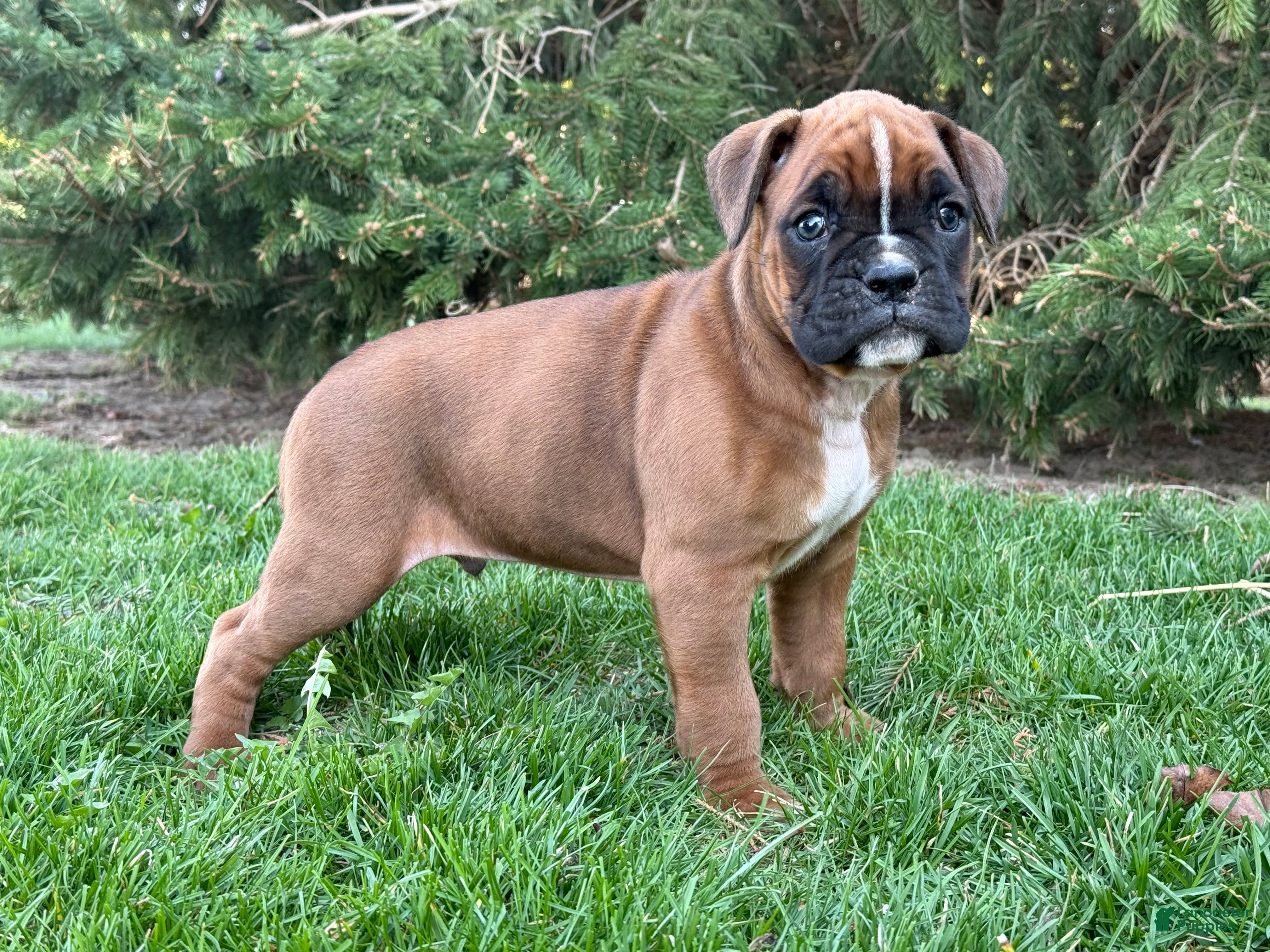 Boxer dogs Clover  - Ad 1