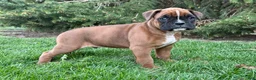 Boxer dogs for sale: Clover  - Ad 1