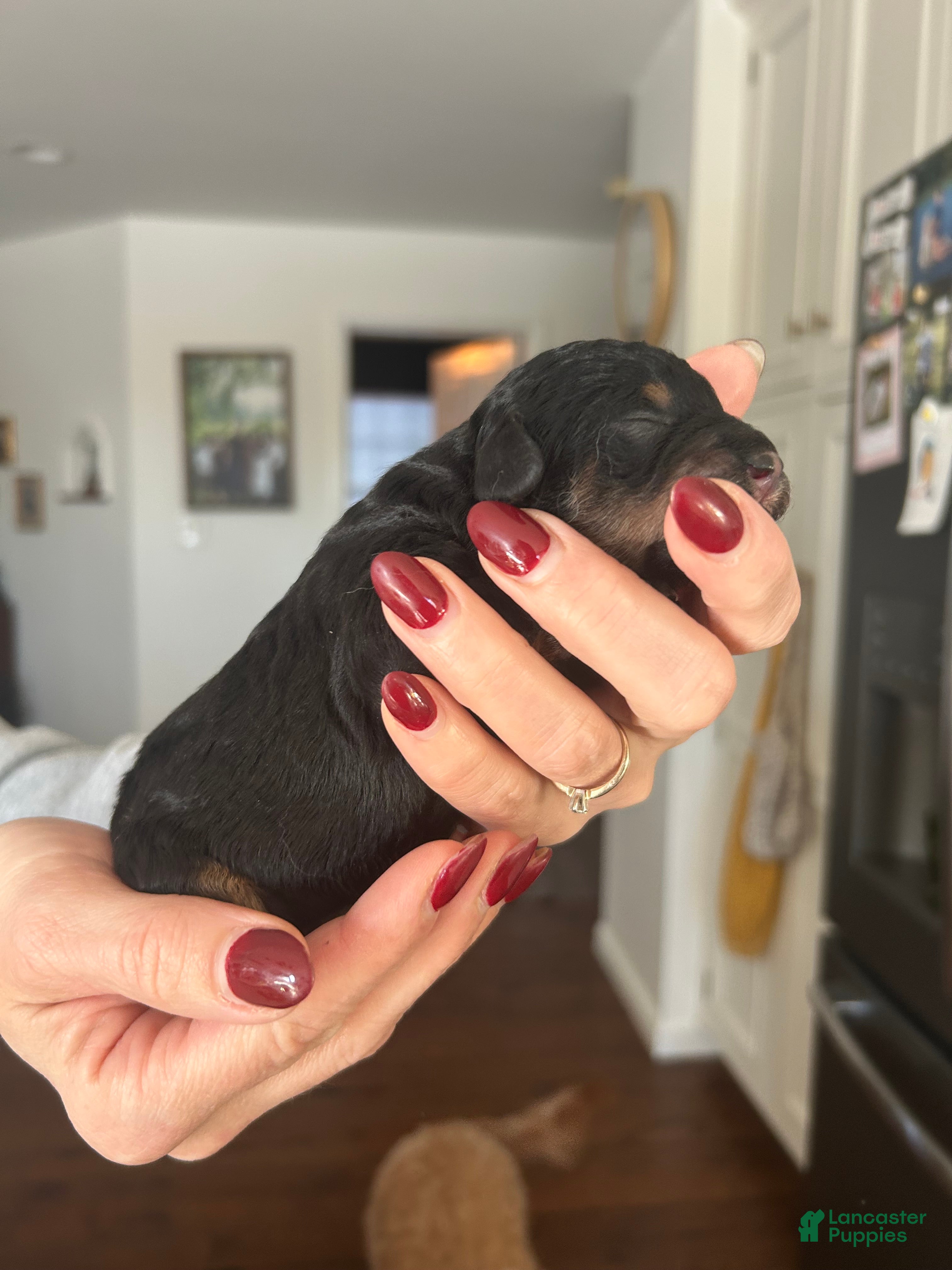 Mini Bernedoodle dogs Mini Bernedoodle Puppy 5 - Ad 3