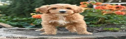 Mini Goldendoodle dogs for sale: Pansy - Ad 3