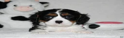 Cavalier King Charles Spaniel dogs for sale: Ugo  - Ad 6
