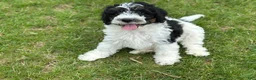 Bernedoodle dogs for sale: Bash  - Ad 8