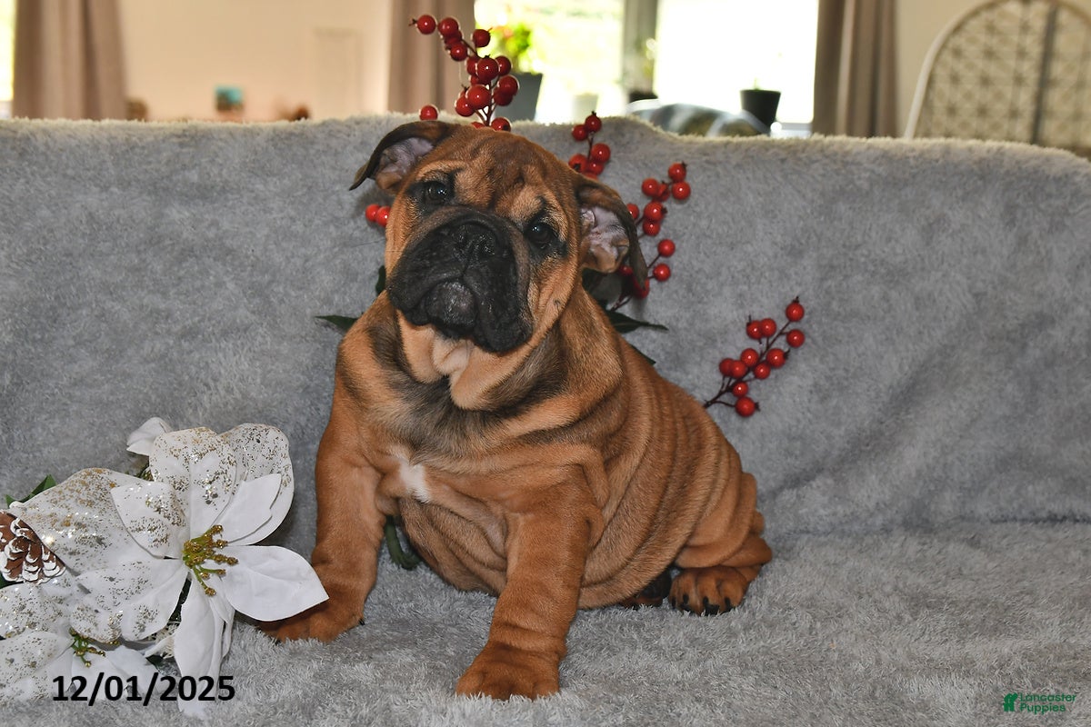 English Bulldog dogs Lettie - Ad 7