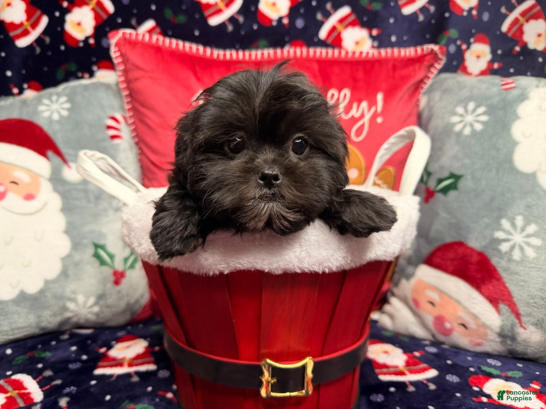 Malshi dogs for sale: Daiyu - Ad 10