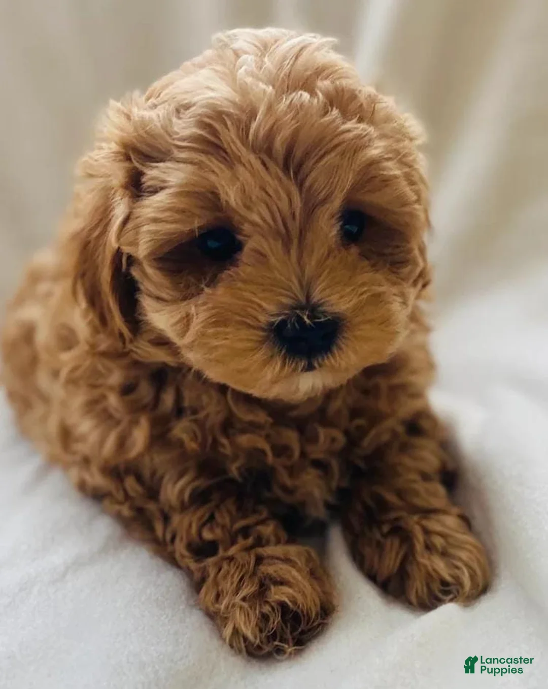 Maltipoo dogs for sale: Tania - Ad 1