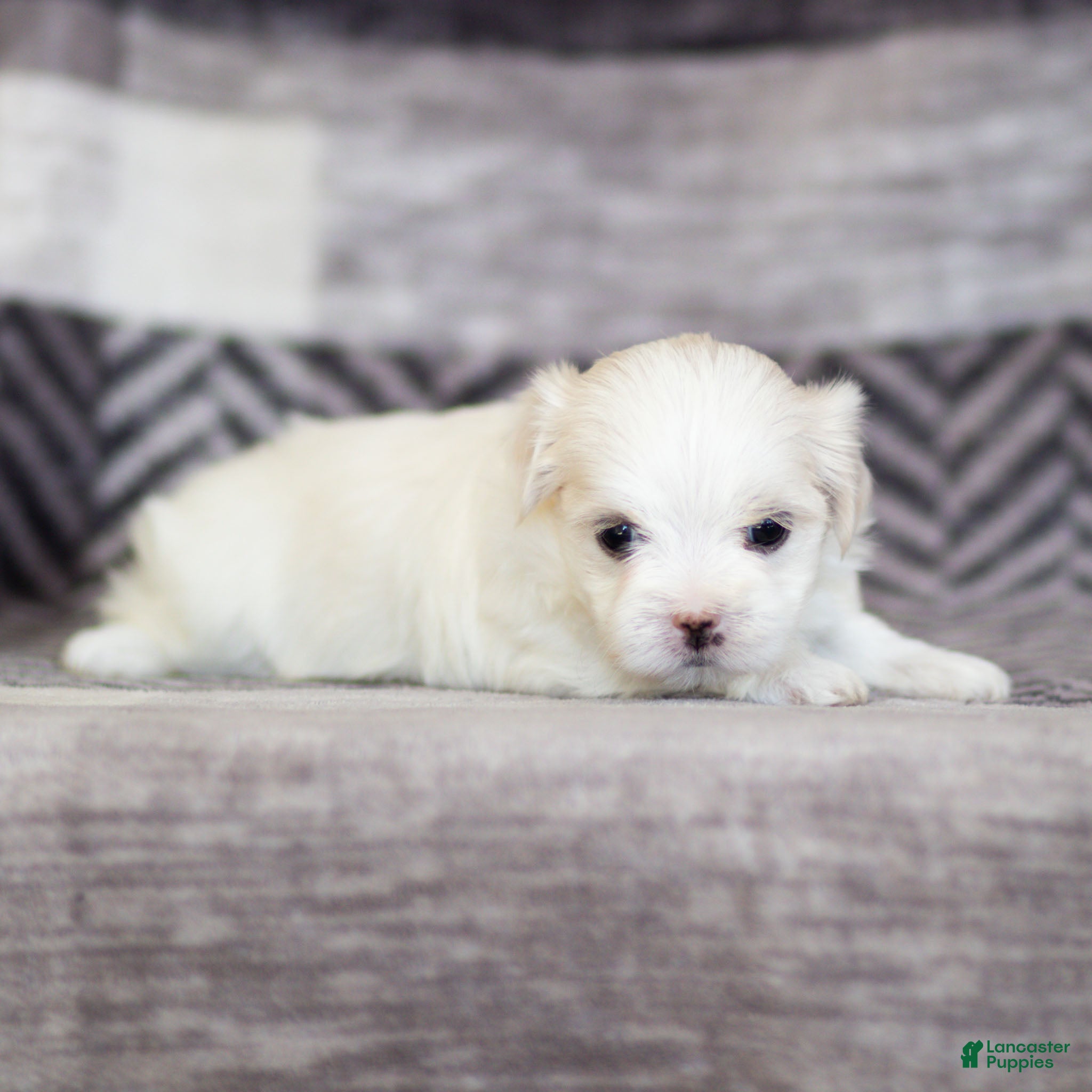 Maltese dogs Millie Maltese Puppy  - Ad 2