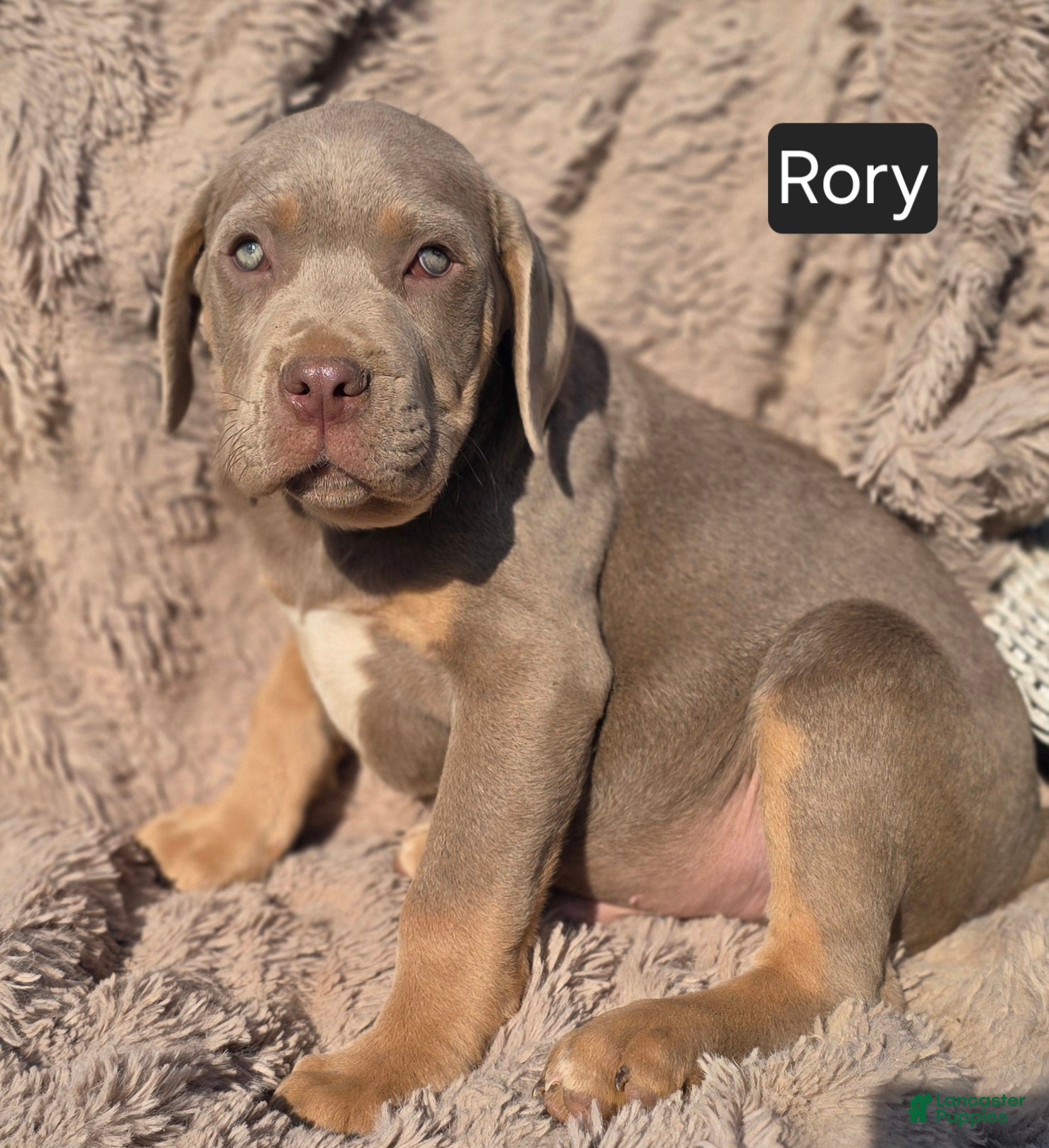 Cane Corso dogs Rory - Ad 2