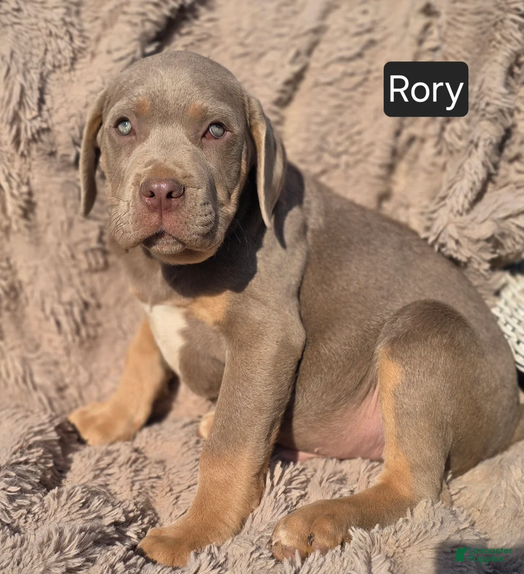 Cane Corso dogs for sale: Rory - Ad 2