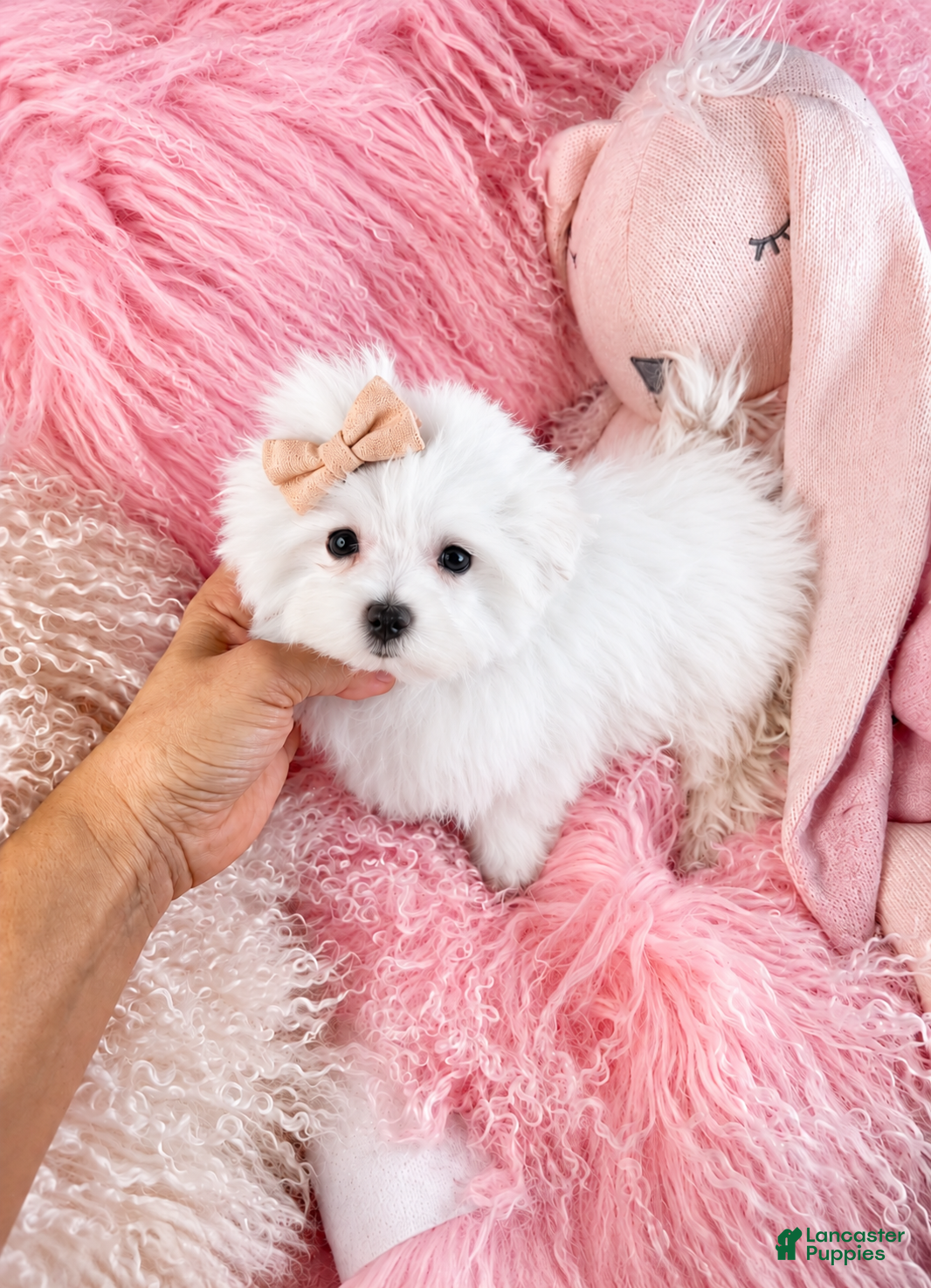 Maltese dogs for sale: Maltese 1 - Ad 2