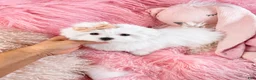 Maltese dogs for sale: Maltese 1 - Ad 2