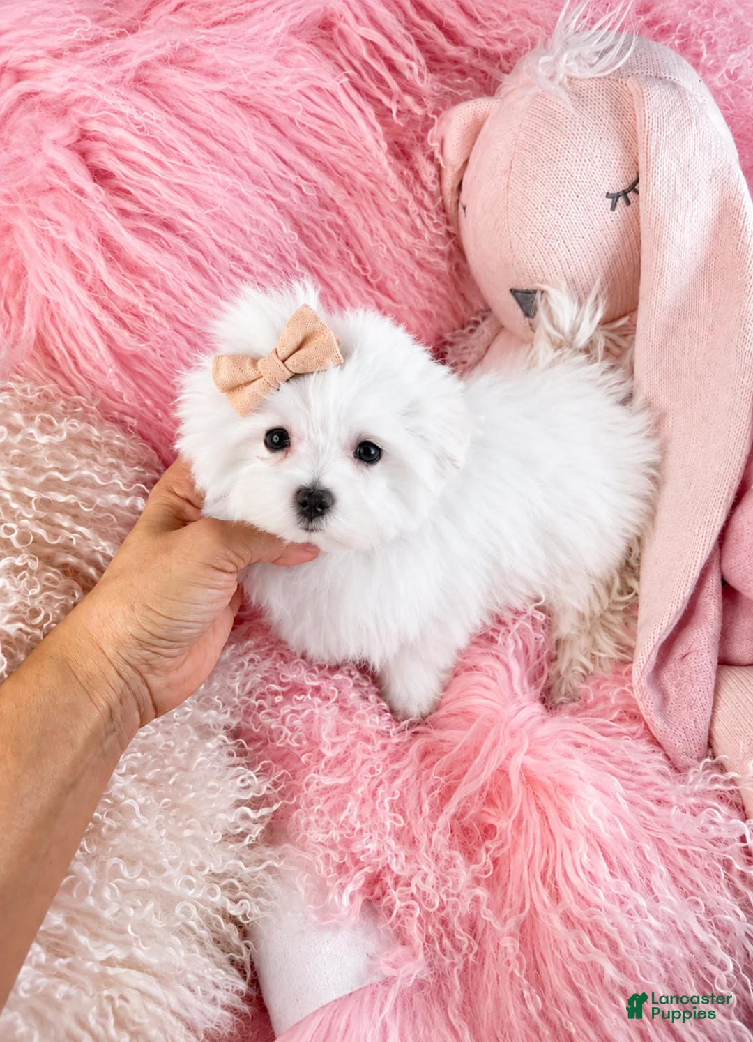 Maltese dogs for sale: Maltese 1 - Ad 2