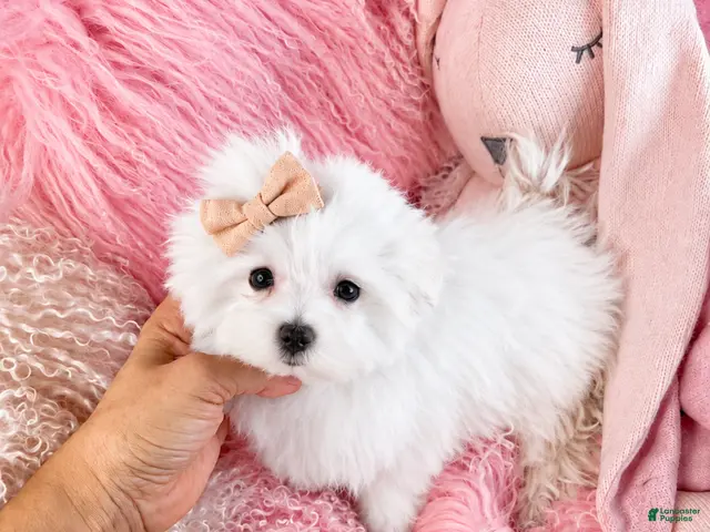 Maltese dogs for sale: Maltese 1 - Ad 2