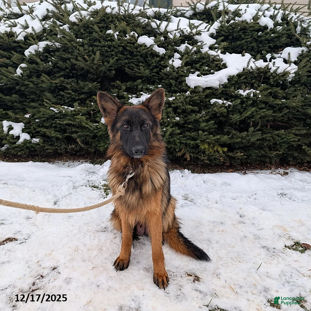 German Shepherd dogs for sale: Micah - Ad 10