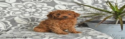 Mini Goldendoodle dogs for sale: Raven - Ad 5