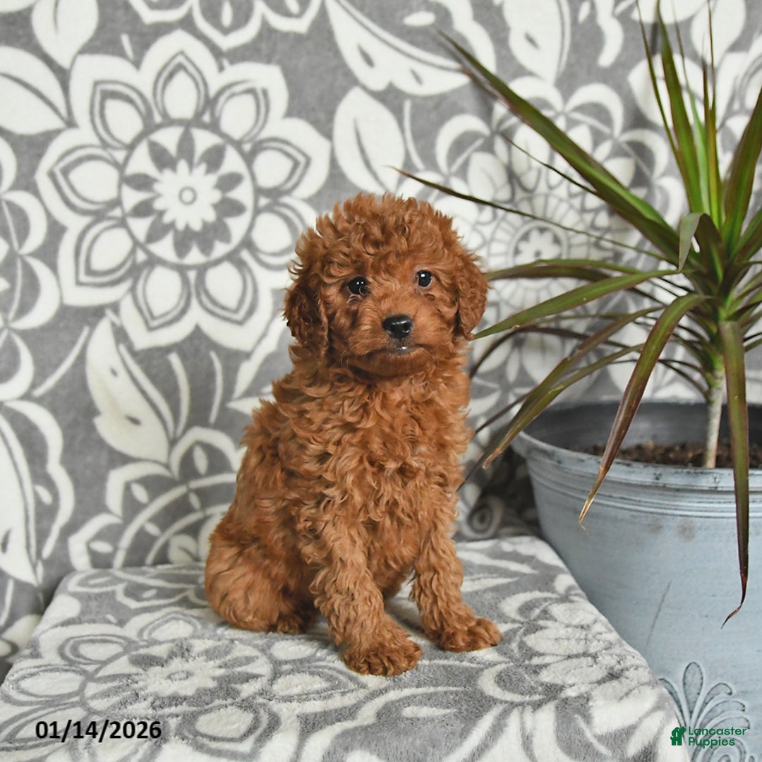 Mini Goldendoodle dogs for sale: Raven - Ad 5