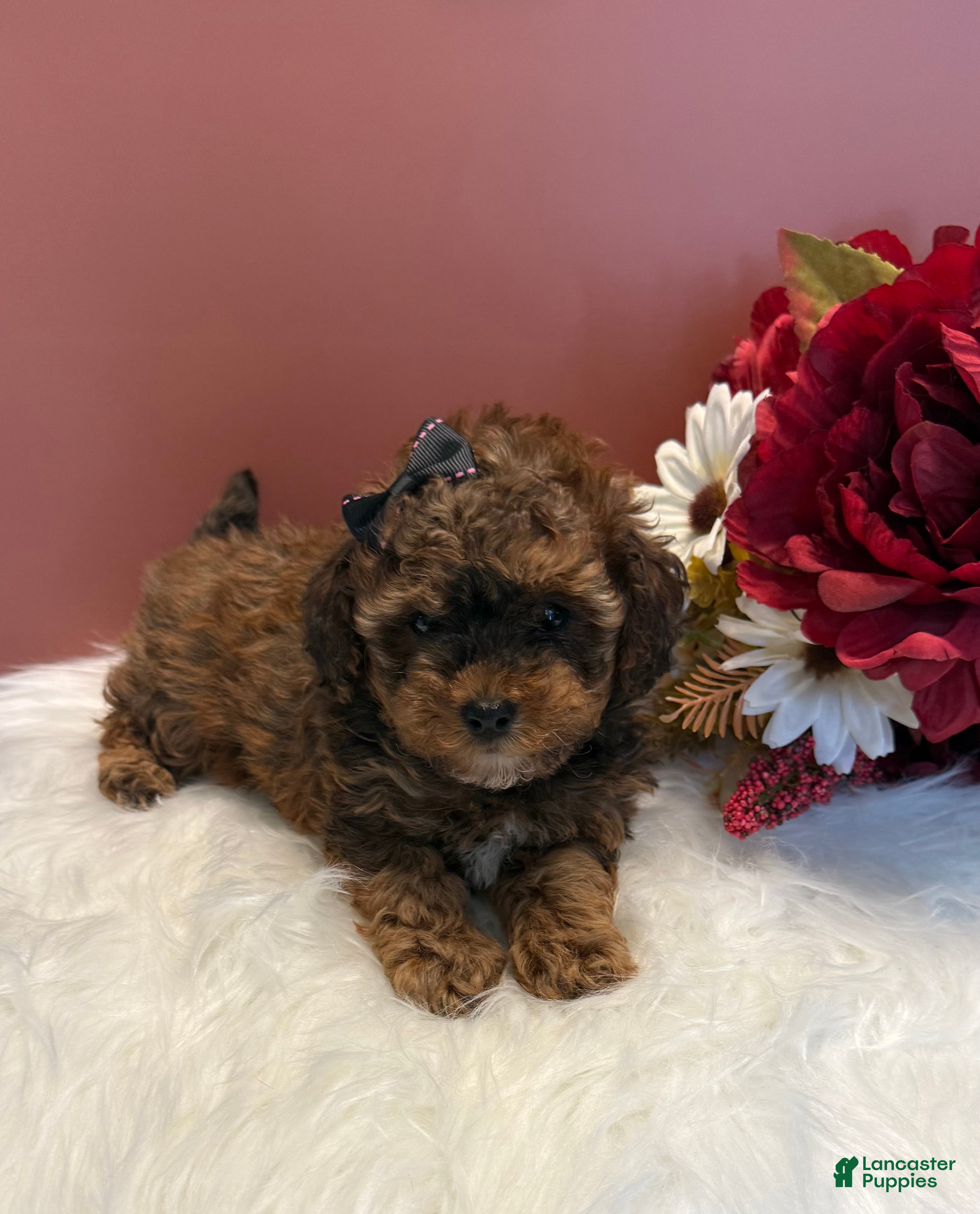 Toy Poodle dogs Molly teacup - Ad 1