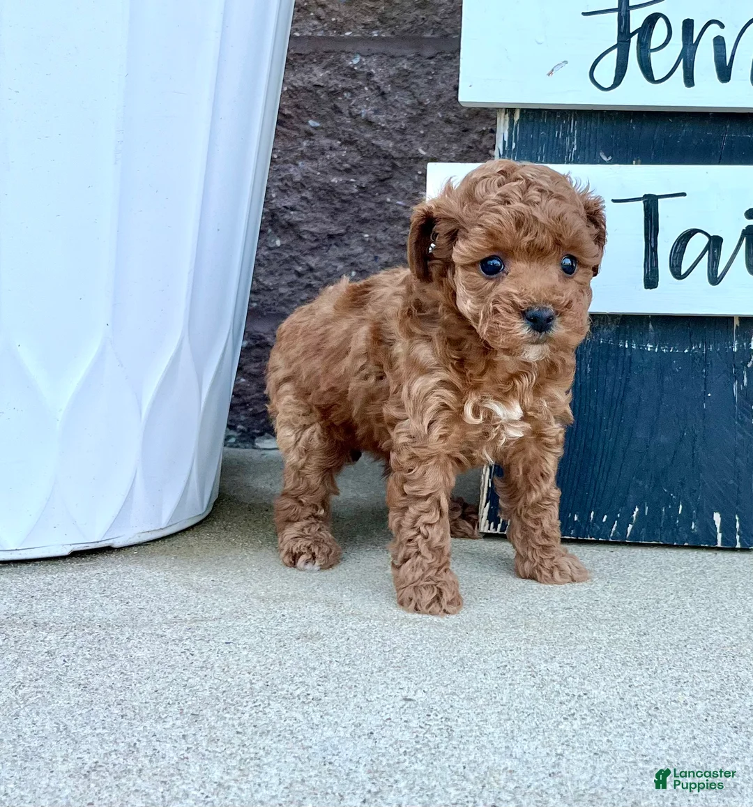 Miniature Poodle dogs for sale: Baby Molly ❤️🐾AKC Registered❤️Genetic Tested❤️Call 717-529-1907 - Ad 12