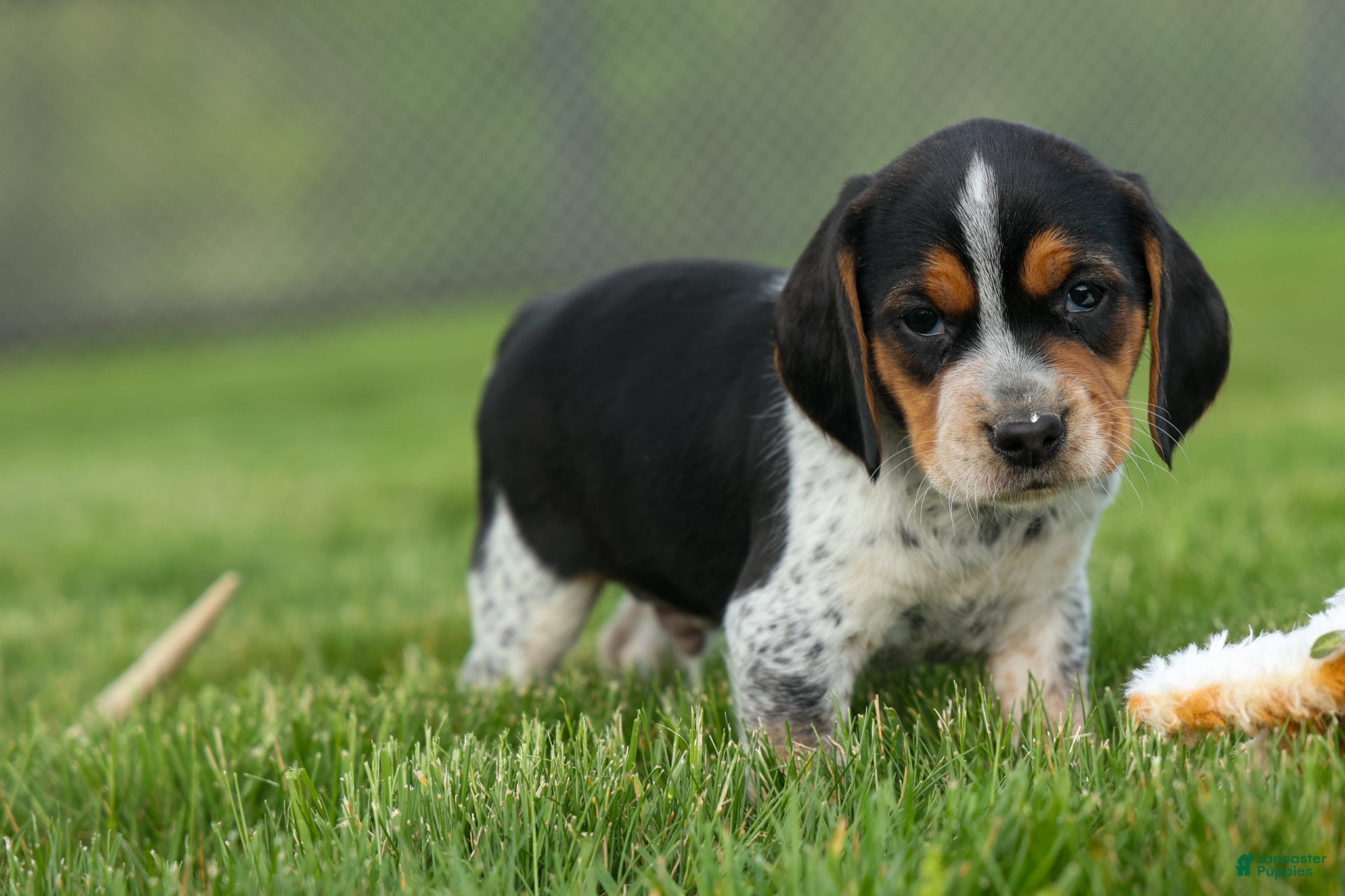 Beagle dogs  Cash🐶 - Ad 2