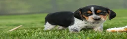 Beagle dogs for sale:  Cash🐶 - Ad 2
