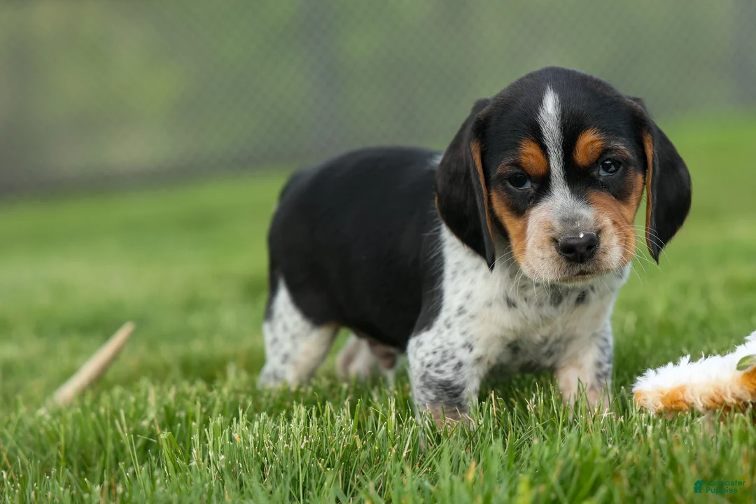 Beagle dogs for sale:  Cash🐶 - Ad 2