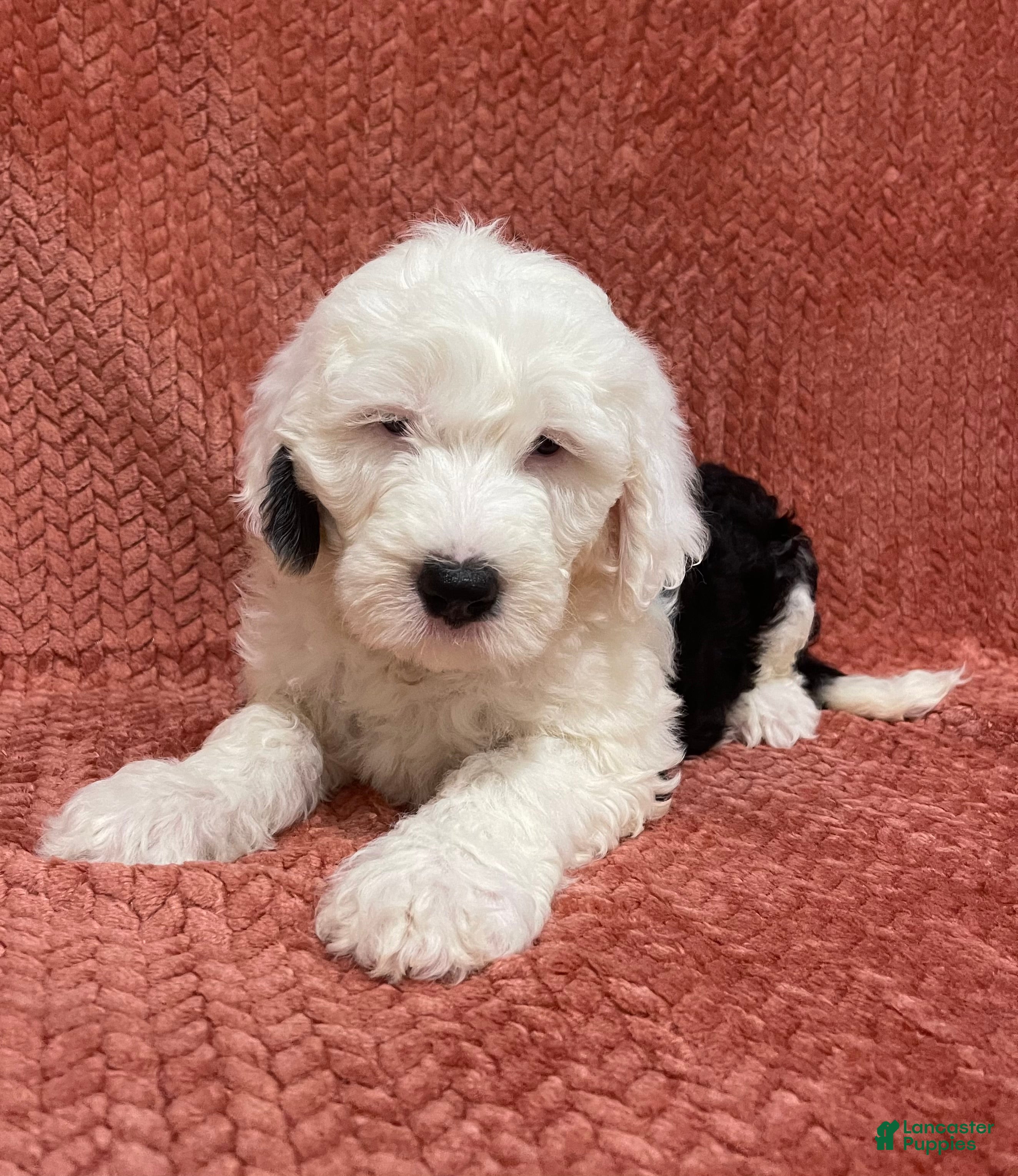 Sheepadoodle dogs Marlee - Ad 16