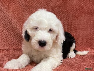 Sheepadoodle dogs Marlee - Ad 17