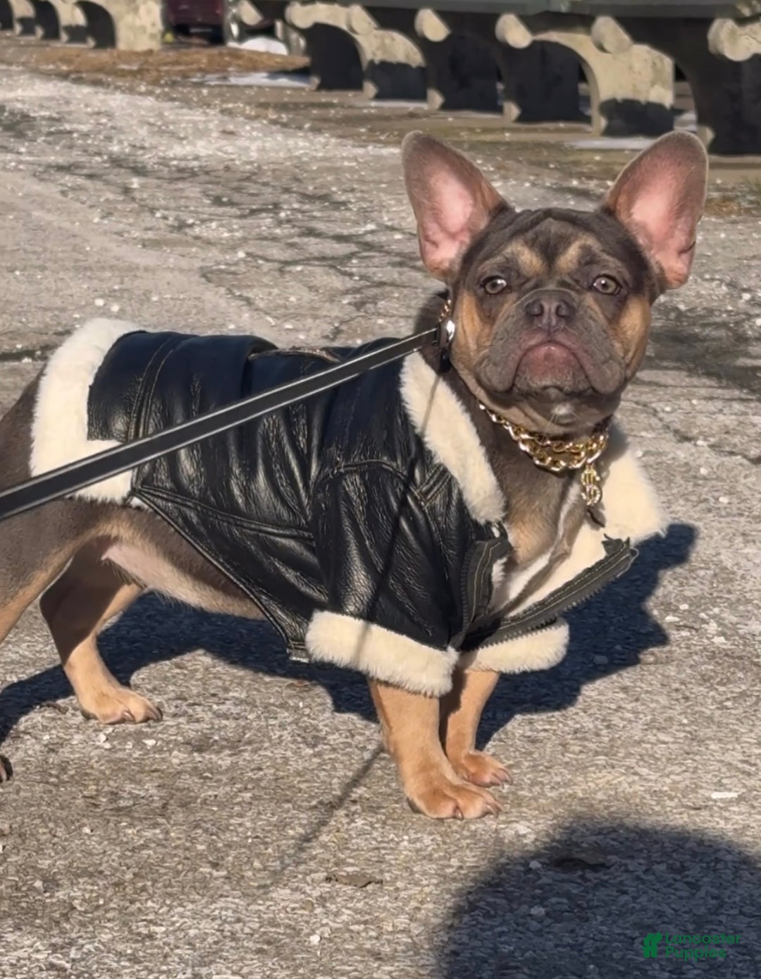 French Bulldog dogs for sale: French Bulldog Puppy 2 - Ad 3