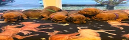 Dachshund dogs for sale: Teddy - Ad 14
