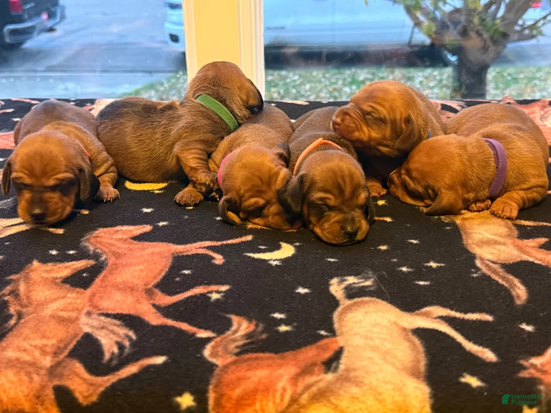 Dachshund dogs for sale: Teddy - Ad 14