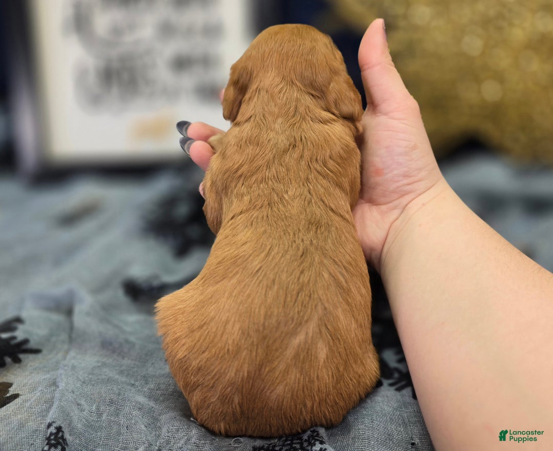 Cavapoo dogs for sale: Scarf - Ad 4