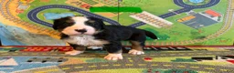 Bernese Mountain Dog dogs for sale: Green - Ad 6