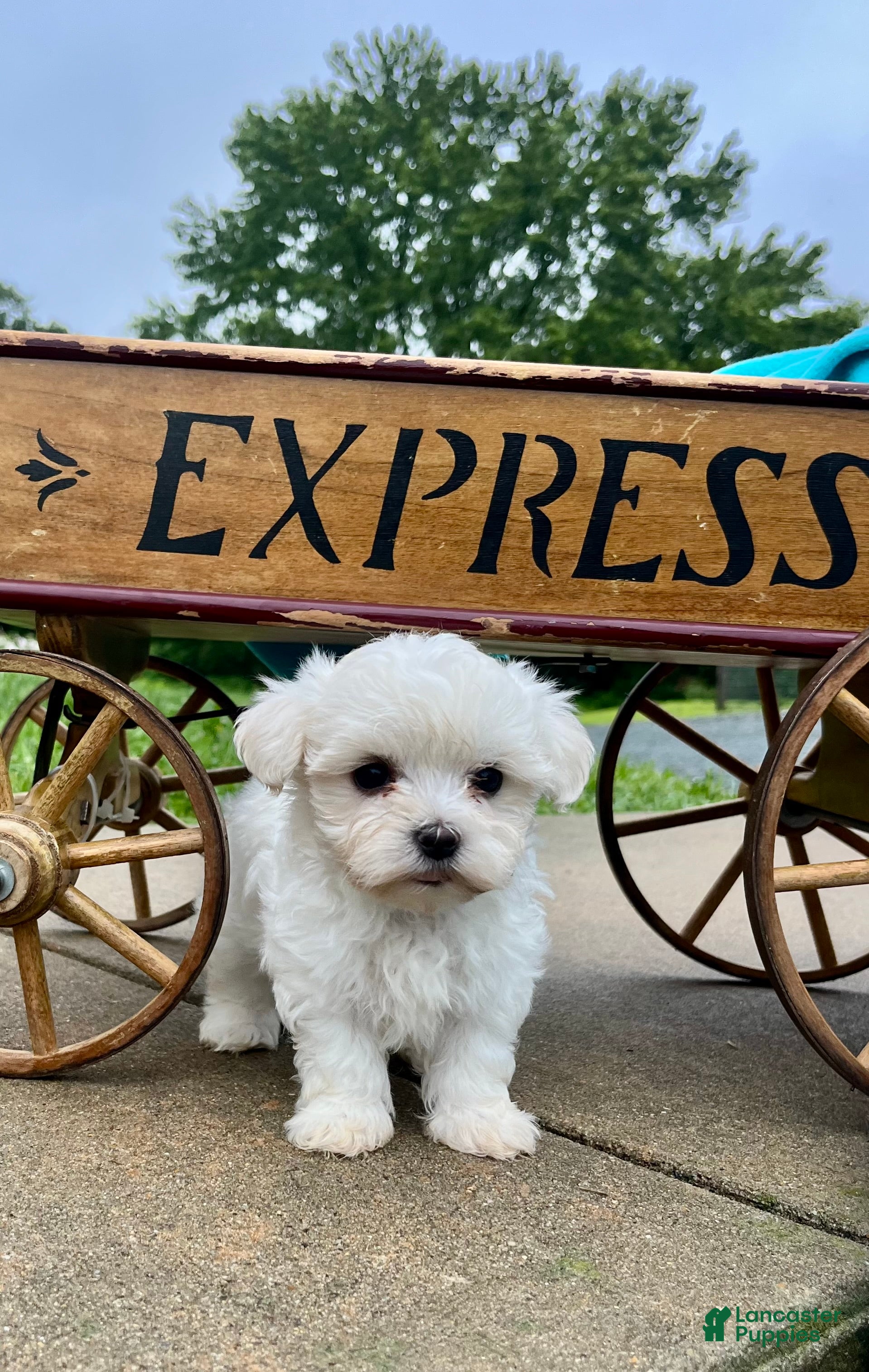 Maltese dogs for sale: Tasha ❤️AKC Genetic Tested 5/6lb Parents🐾Text or call - Ad 1