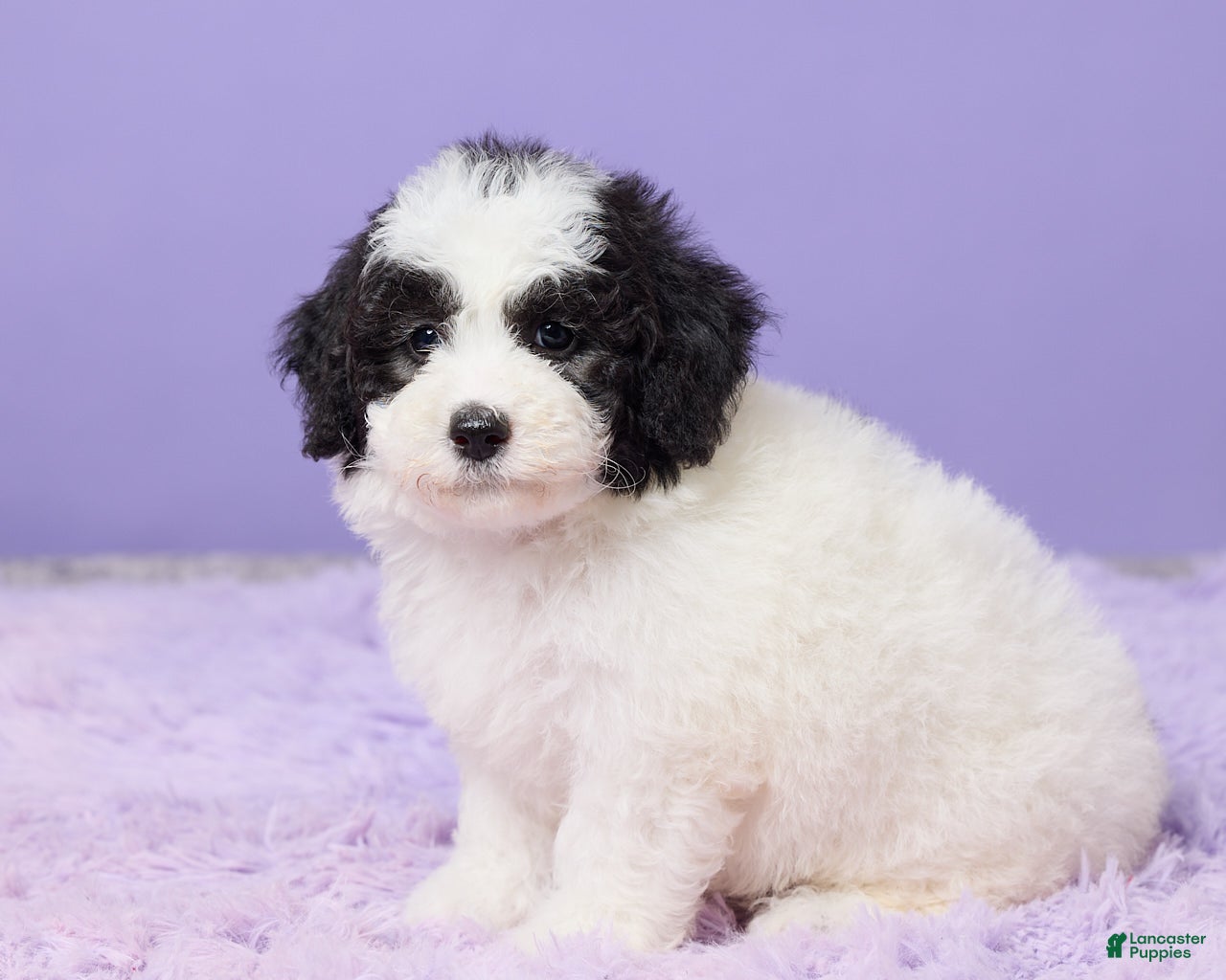 Mini Sheepadoodle dogs Stella - Ad 2