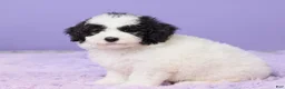 Mini Sheepadoodle dogs for sale: Stella - Ad 2