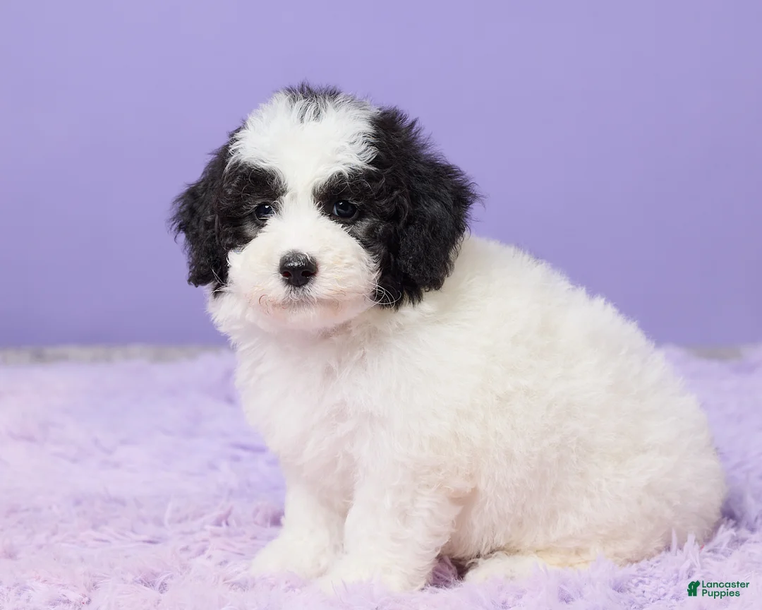 Mini Sheepadoodle dogs for sale: Stella - Ad 2