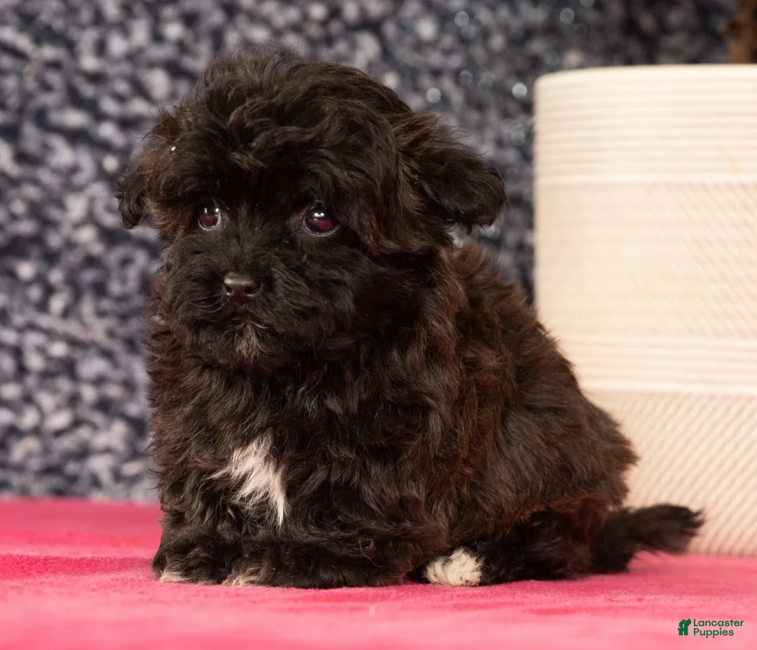 Havapoo dogs for sale: Gander - Ad 6