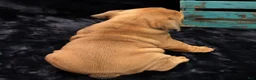 English Bulldog dogs for sale: Samson - Ad 9